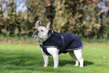 Bucas Show-Line Small Dog Rug
