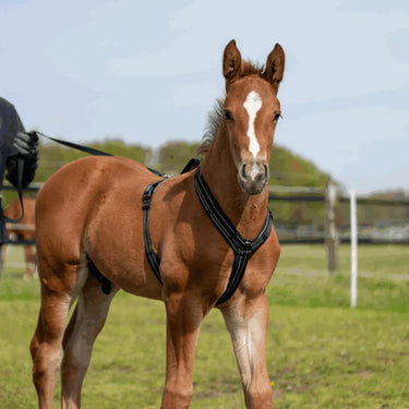 Buy Sprenger Black Foal Harness| Online for Equine