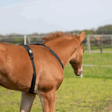 Buy Sprenger Black Foal Harness| Online for Equine