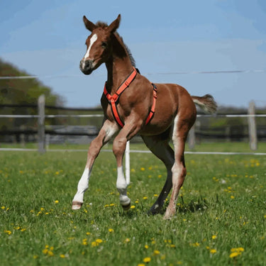 Buy the Sprenger Orange Foal Harness | Online for Equine