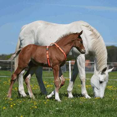 Buy the Sprenger Orange Foal Harness | Online for Equine