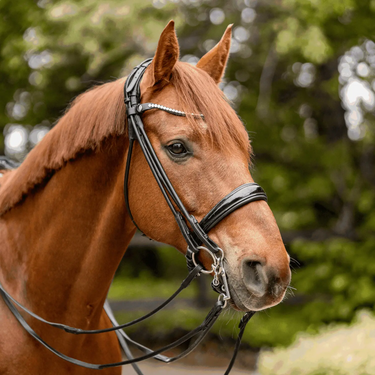 Buy Sprenger Sensogan KK Dressage Weymouth Bit| Online for Equine