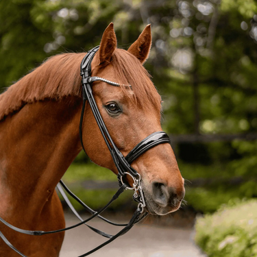 Buy Sprenger Sensogan KK Dressage Weymouth Bit| Online for Equine