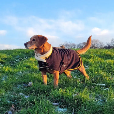 Supreme Products Royal Occasion Fleece Dog Coat| Online For Equine