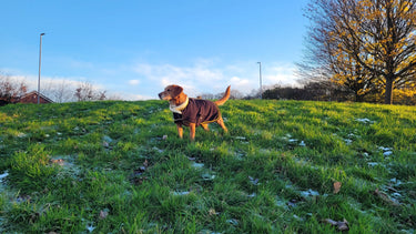 Supreme Products Royal Occasion Fleece Dog Coat| Online For Equine