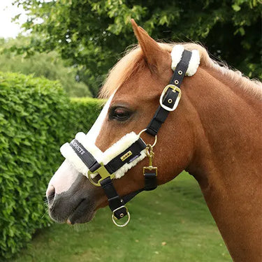 Buy Supreme Products Royal Occasion Head Collar| Online for Equine