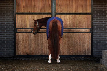Weatherbeeta Cotton Sheet Standard Neck| Online For Equine
