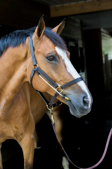 Thinline Busy Buddy - Horse Calmer| Online For Equine