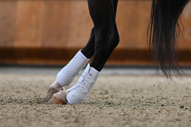 Veredus White Absolute Rear Fetlock Elastic| Online For Equine