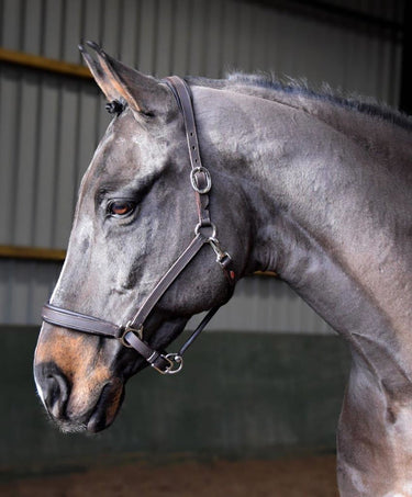 Buy Whitaker Ready To Ride Leather Headcollar Black| Online for Equine