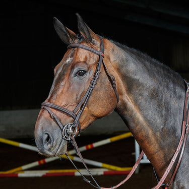 Buy Whitaker Ready To Ride Flash Bridle| Online for Equine
