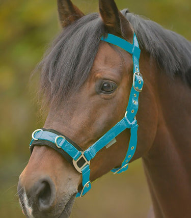 Buy Waldhausen Economic Lunging Halter | Online for Equine