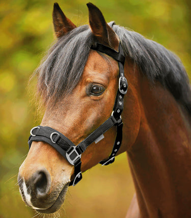 Buy Waldhausen Economic Lunging Halter | Online for Equine