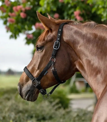 Waldhausen Gloomy Halter| Online For Equine
