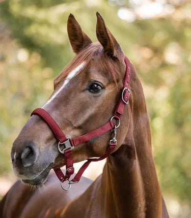 Waldhausen Gloomy Halter| Online For Equine