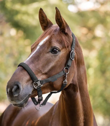 Waldhausen Gloomy Halter| Online For Equine
