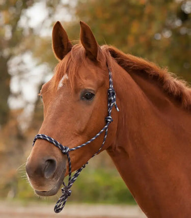 Buy Waldhausen Knotted Halter | Online for Equine
