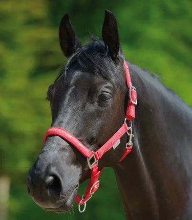 Waldhausen Little Horse Halter| Online For Equine