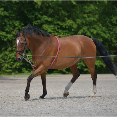 Buy Waldhausen Lunging Aid | Online for Equine