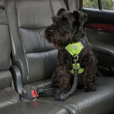 Buy Weatherbeeta Anti Pull/Travel Dog Harness| Online for Equine