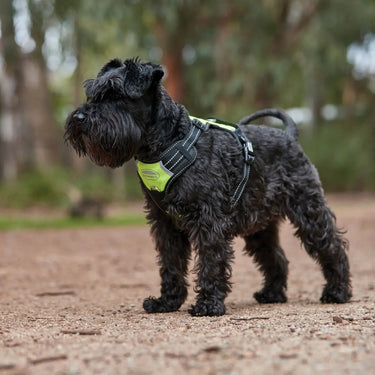 Buy Weatherbeeta Anti Pull/Travel Dog Harness| Online for Equine