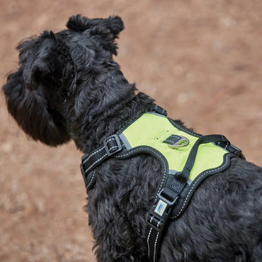 Buy Weatherbeeta Anti Pull/Travel Dog Harness| Online for Equine