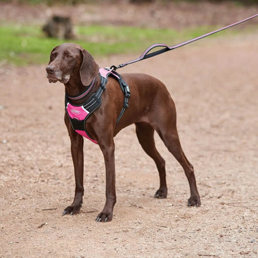 Buy Weatherbeeta Anti Pull/Travel Dog Harness| Online for Equine