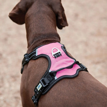 Buy Weatherbeeta Anti Pull/Travel Dog Harness| Online for Equine