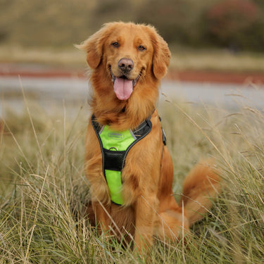 Weatherbeeta Anti Pull/Travel Dog Harness| Online For Equine