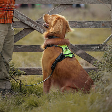 Weatherbeeta Anti Pull/Travel Dog Harness| Online For Equine