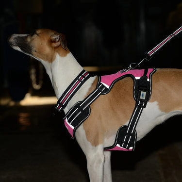 Weatherbeeta Anti Pull/Travel Dog Harness| Online For Equine