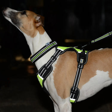 Weatherbeeta Anti Pull/Travel Dog Harness| Online For Equine