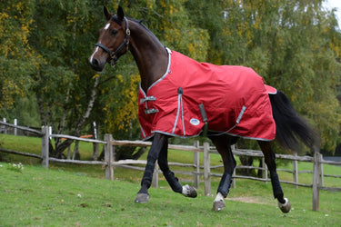 Buy Weatherbeeta ComFiTec Classic No Fill Standard Neck Turnout Rug| Online for Equine