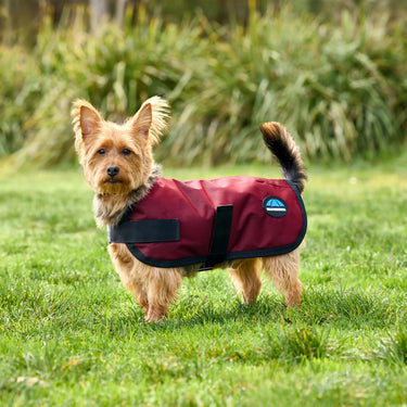 Weatherbeeta Comfitec Classic Waterproof Dog Coat Burgundy| Online For Equine