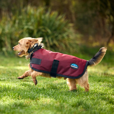 Weatherbeeta Comfitec Classic Waterproof Dog Coat Burgundy| Online For Equine