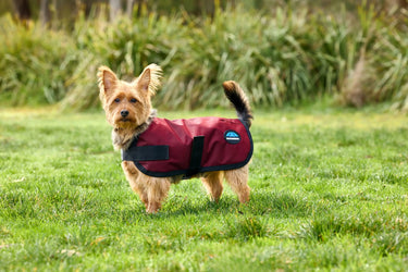 Buy Weatherbeeta Comfitec Classic Waterproof Dog Coat Burgundy | Online for Equine