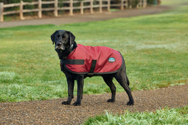 Buy Weatherbeeta Comfitec Classic Waterproof Dog Coat Burgundy | Online for Equine