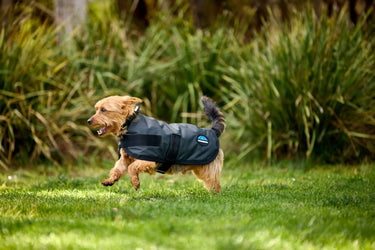Buy Weatherbeeta Comfitec Classic Waterproof Dog Coat Charcoal | Online for Equine