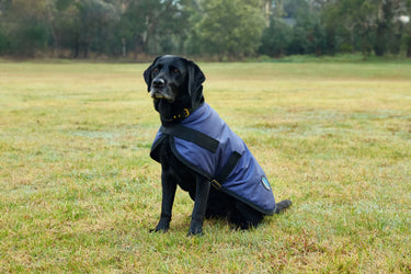 Buy Weatherbeeta Comfitec Classic Waterproof Dog Coat Navy | Online for Equine