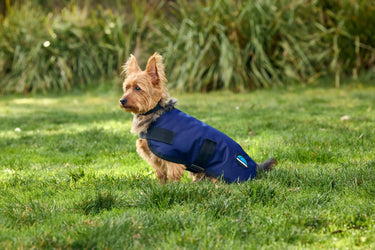 Buy Weatherbeeta Comfitec Classic Waterproof Dog Coat Navy | Online for Equine