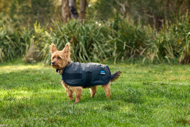 Weatherbeeta Comfitec Classic Waterproof Dog Coat Charcoal| Online For Equine
