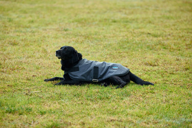 Weatherbeeta Comfitec Classic Waterproof Dog Coat Charcoal| Online For Equine