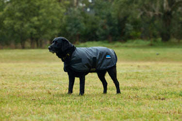 Weatherbeeta Comfitec Classic Waterproof Dog Coat Charcoal| Online For Equine