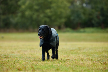 Weatherbeeta Comfitec Classic Waterproof Dog Coat Charcoal| Online For Equine