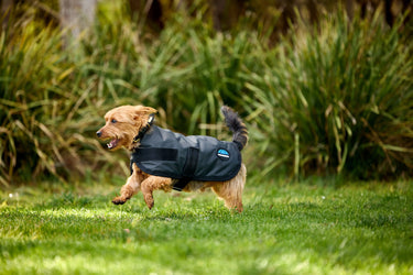 Weatherbeeta Comfitec Classic Waterproof Dog Coat Charcoal| Online For Equine