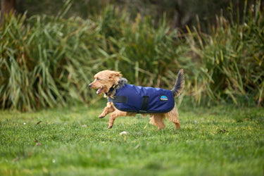 Weatherbeeta Comfitec Classic Waterproof Dog Coat Navy| Online For Equine