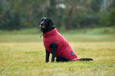 Buy Weatherbeeta Comfitec Fleece Zip Dog Coat Navy/Burgundy | Online for Equine