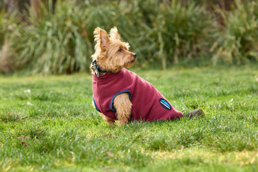 Buy Weatherbeeta Comfitec Fleece Zip Dog Coat Navy/Burgundy | Online for Equine