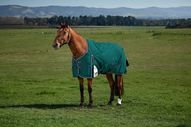 Weatherbeeta Comfitec Plus Dynamic Turnout 0G Forest Green/ Navy| Online For Equine