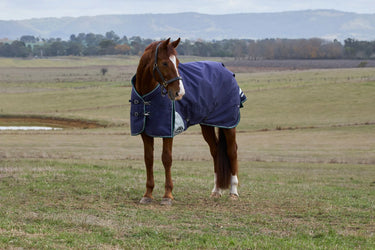 Weatherbeeta Comfitec Plus Dynamic Turnout 100G Navy/ Forest Green| Online For Equine